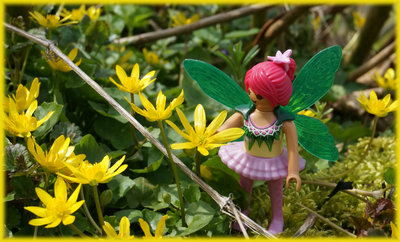 butterblume1.jpg
