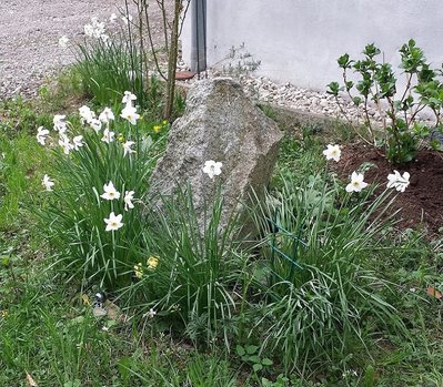 PM Narzissen 1a.jpg