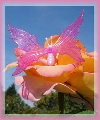 Rosenschmetterling.jpg