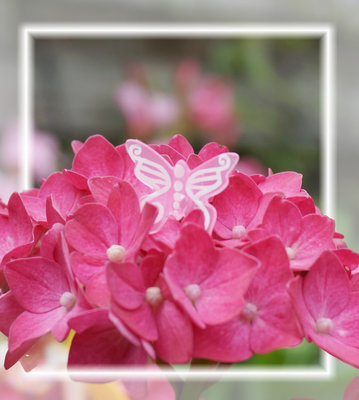 Hortensie-pink.jpg
