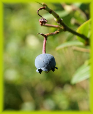 Blaubeere.jpg