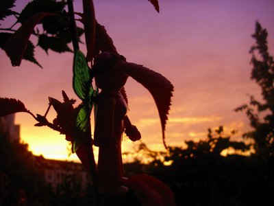 Morgenrot (4).JPG