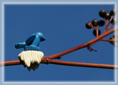 blauerVogel.jpg