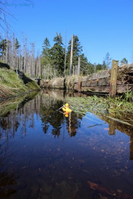 Harz 50.JPG