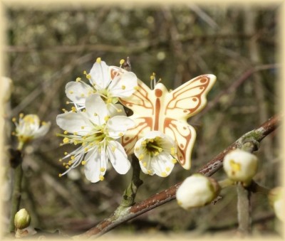 schmetterling.jpg