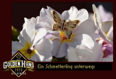 10 Schmetterling.jpg