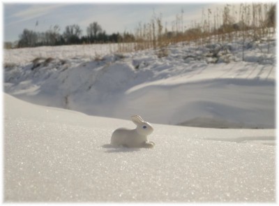 Hase.jpg