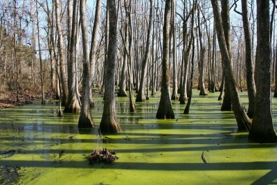 7 grüngefärbter Mississippi.jpg
