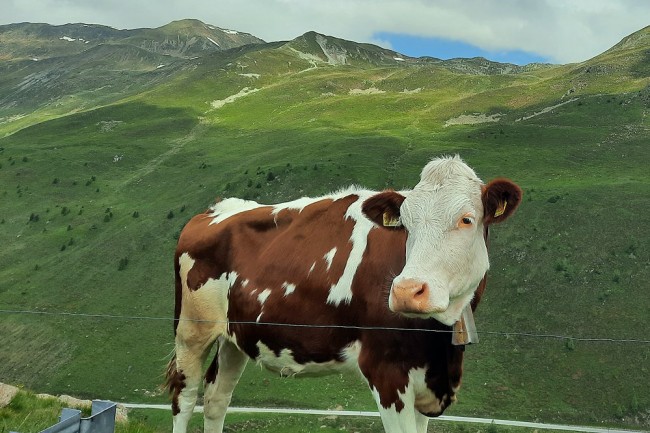 Suedtirol.jpg