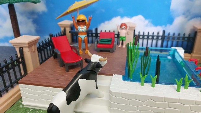 Kuh im Pool 7.jpg