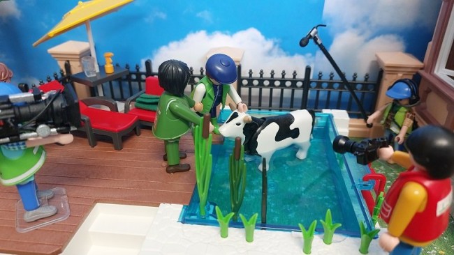 Kuh im Pool 19.jpg
