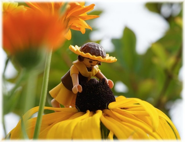 Sonnenblume.jpg