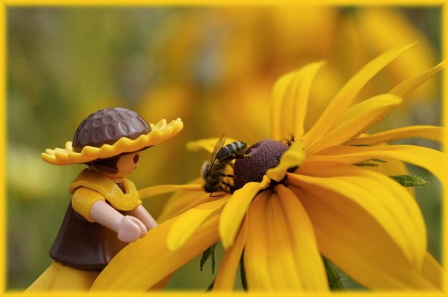 Bienenfoto.jpg