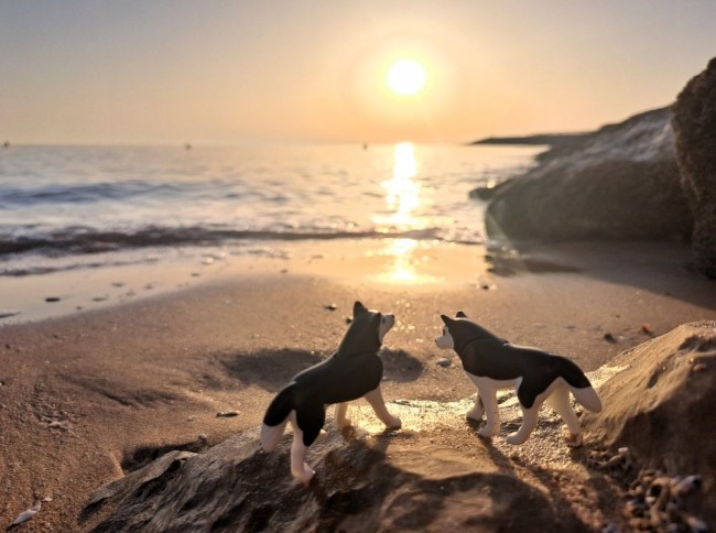 Hunde am Strand_klein.jpg