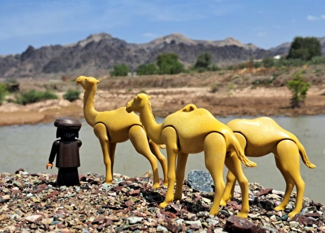 Kamele auf dem Weg zur Wasserstelle_klein.jpg