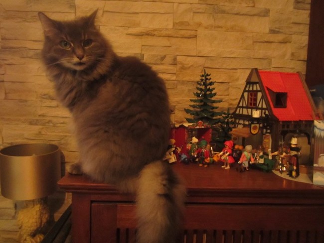 Große graue Katze TB Sonderedition.jpg