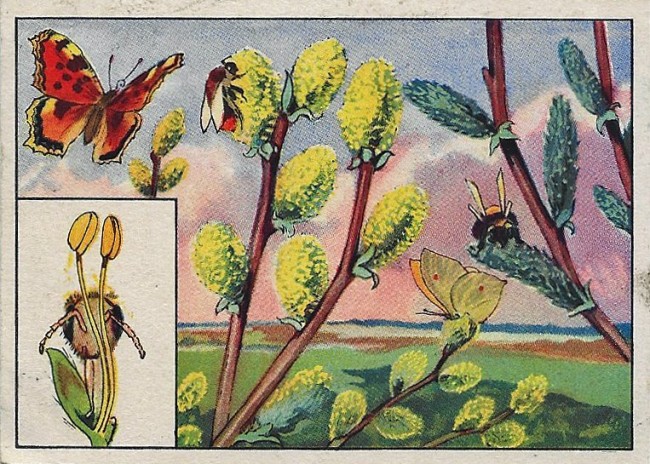 Bumblebee_01.jpg