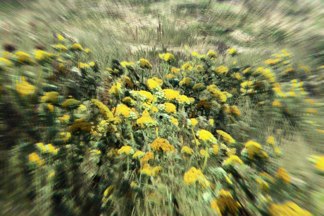 Bumblebee_02.jpg