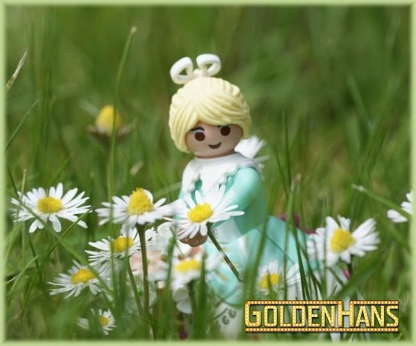 Gaenseblume.jpg