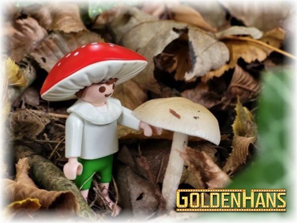 Pilz.jpg
