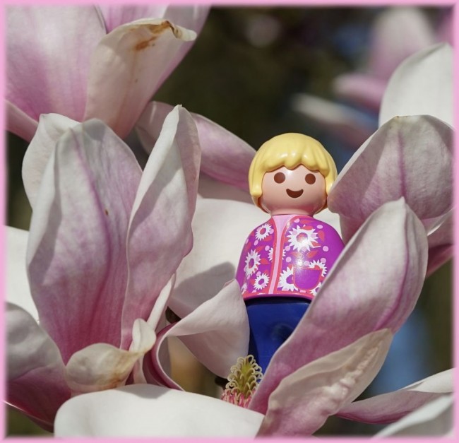 Magnolienbluete5.jpg