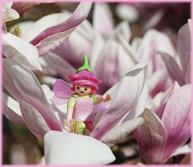 Magnolienbluete3.jpg