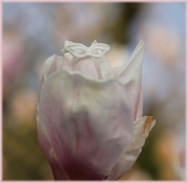 Magnolienbluete2.jpg