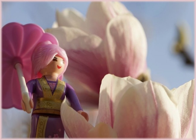 Magnolienbluete1.jpg