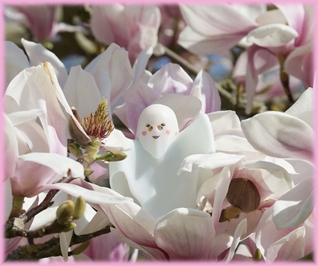 Magnolienbluete6.jpg