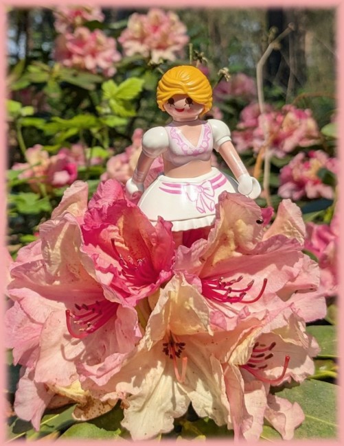 Rhododendron02.jpg