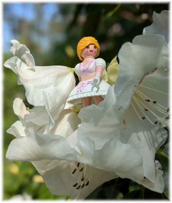 Rhododendron01.jpg