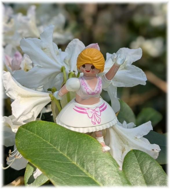 Rhododendron00.jpg