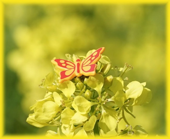 Schmetterling01.jpg