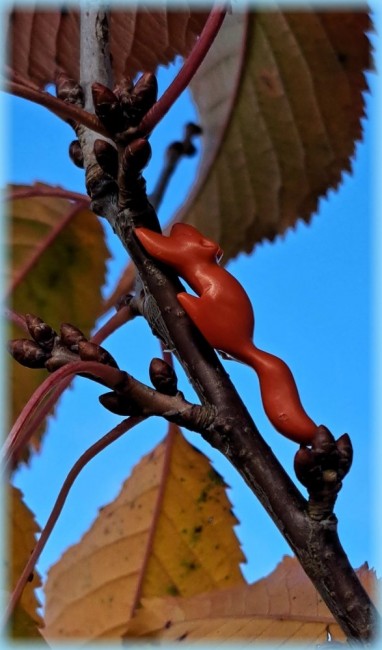 20251021_160914[1] Eichhörnchen 1_klein.jpg