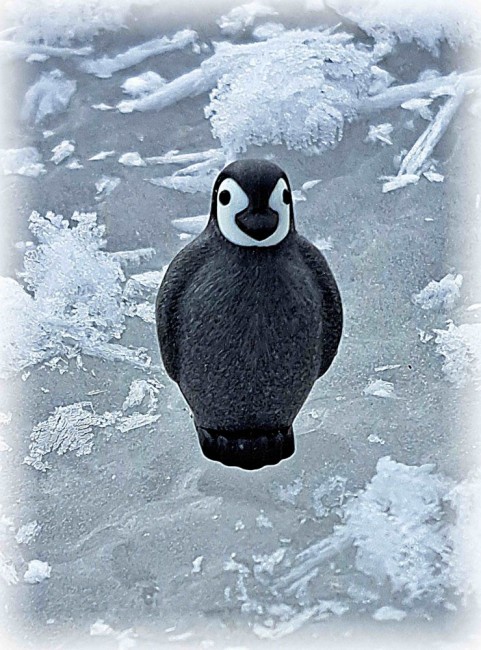 20260111_133809[1] Pinguin_klein.jpg