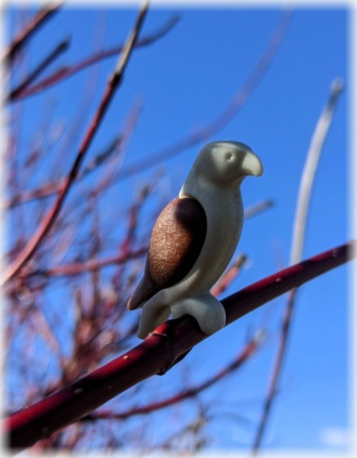 PXL_20220227_142435796.MP Greifvogel_klein.jpg