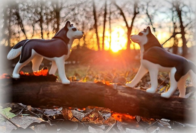 AIRetouch_20260207_232811466[1] Hunde_klein.jpg