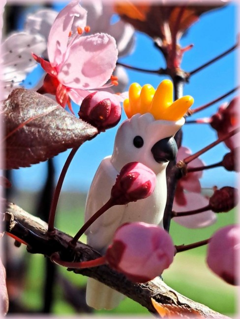 20260407_140000 Snowball_klein.jpg